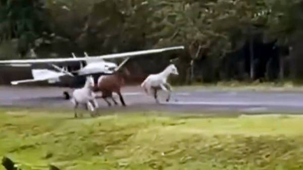 Schockmoment f&uuml;r Cessna-Pilot: Pferde rennen auf die Landebahn